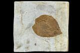 Fossil Leaf (Beringiaphyllum) - Montana #113241-1